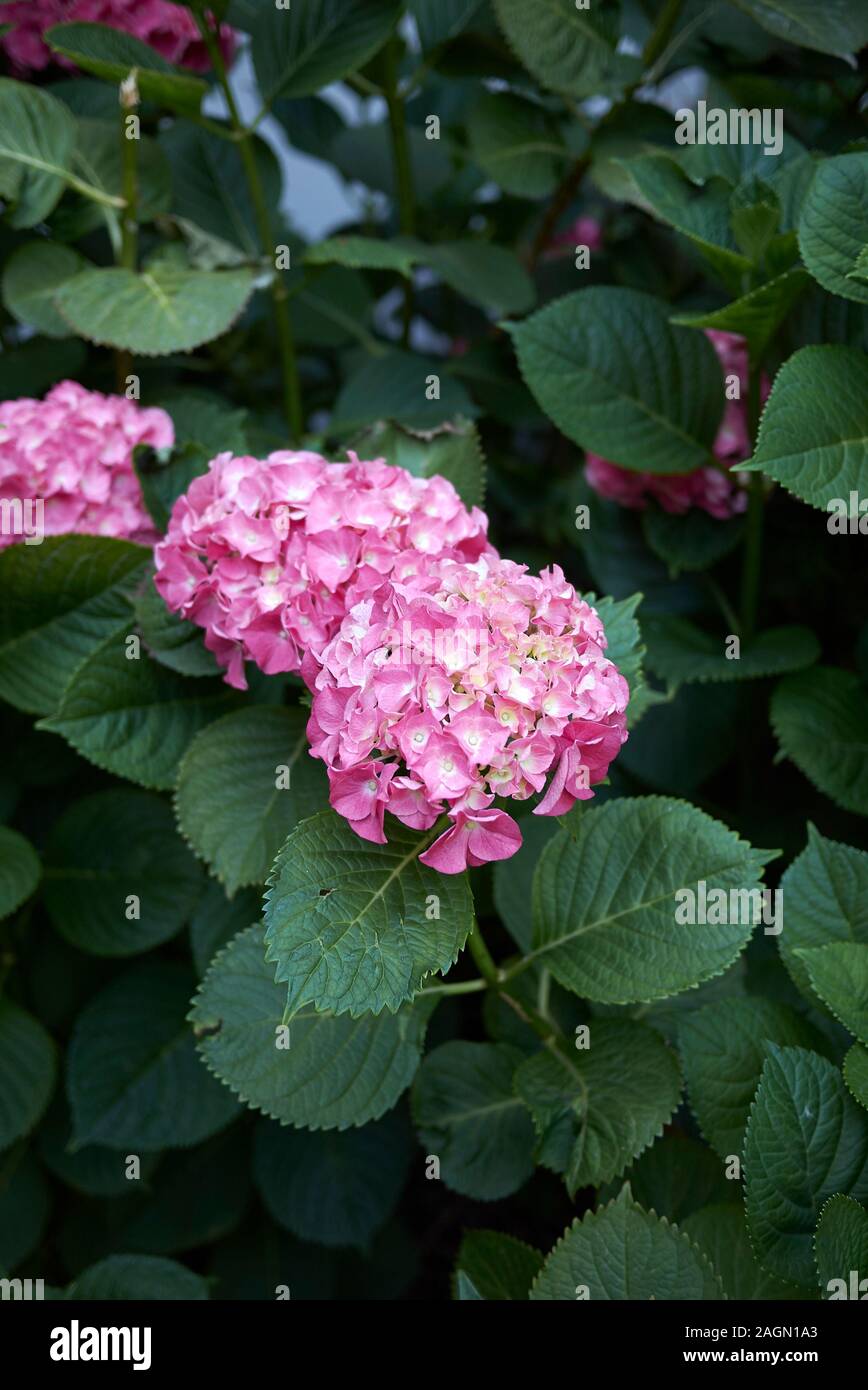 pink inflorescence of Hydrangea macrophylla shrub Stock Photo - Alamy