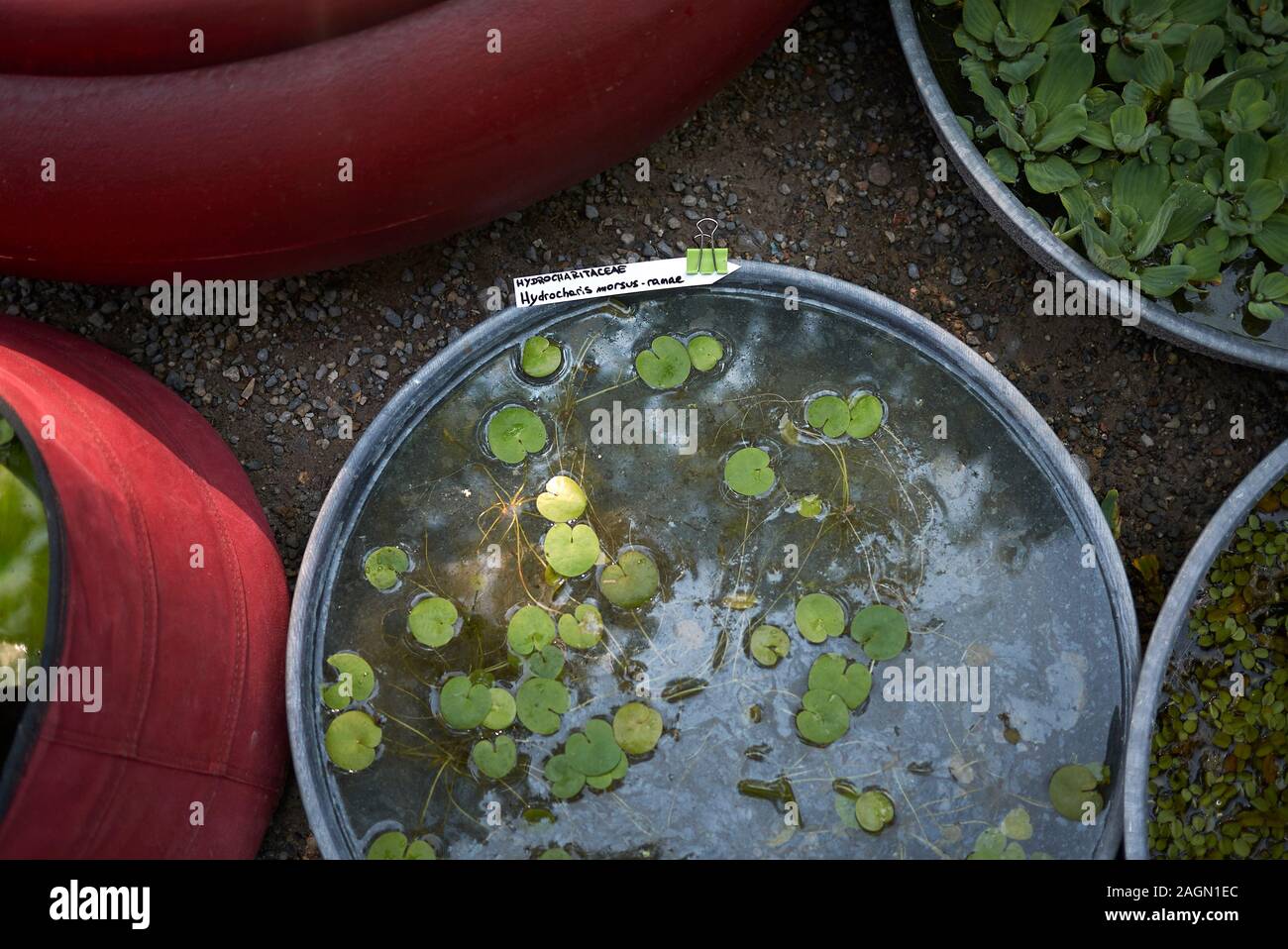 Hydrocharis morsus-ranae plants in a water tank Stock Photo