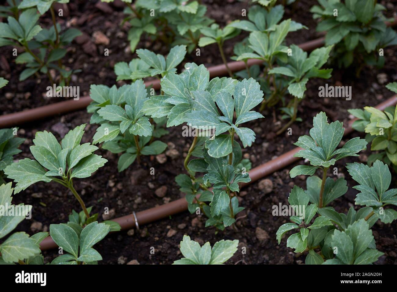 Pachysandra terminalis plants in a garden Stock Photo