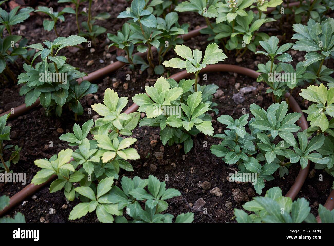 Pachysandra terminalis plants in a garden Stock Photo