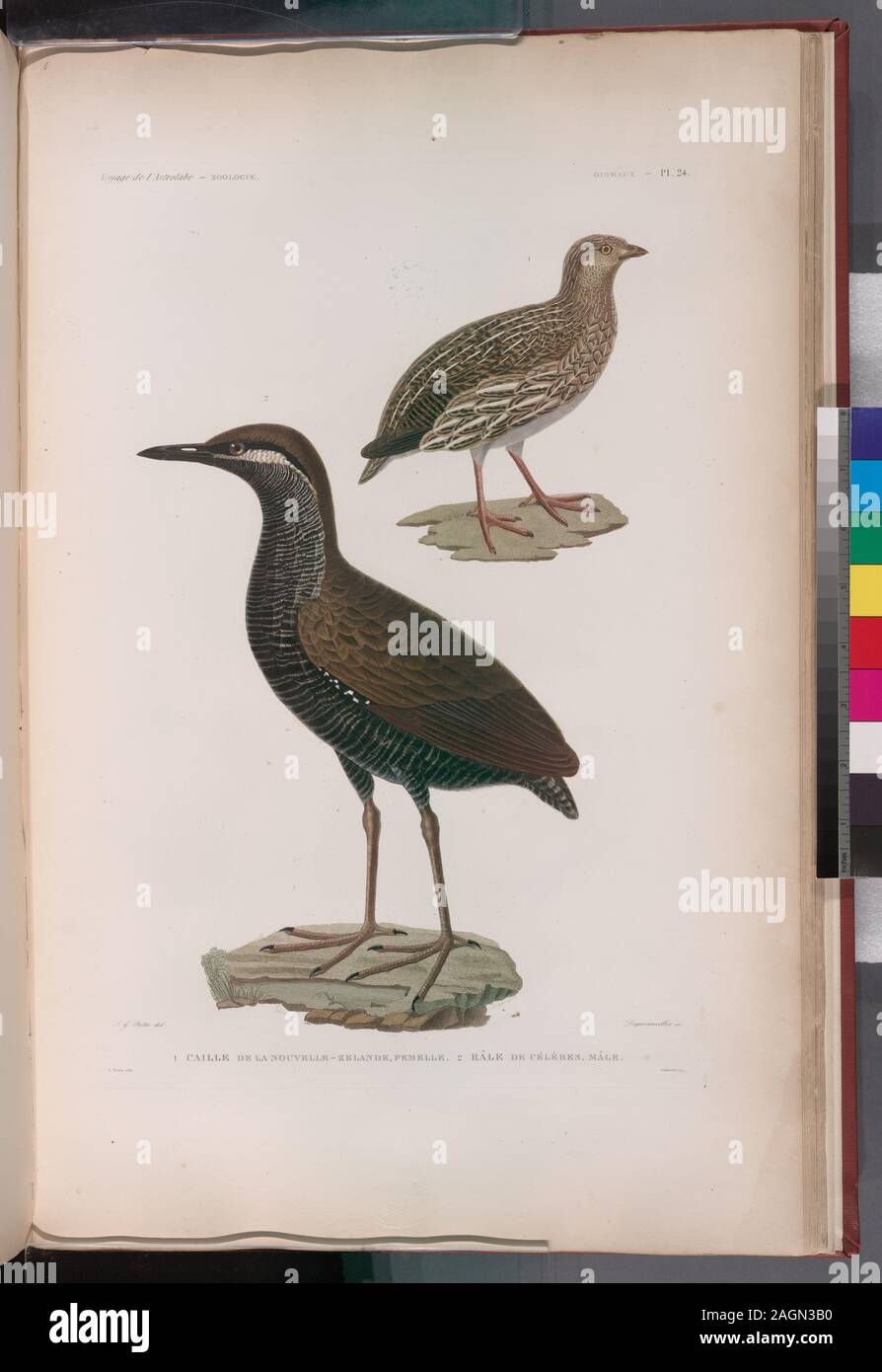Caille de la Nouvelle-Zélande et Râle de Célèbes