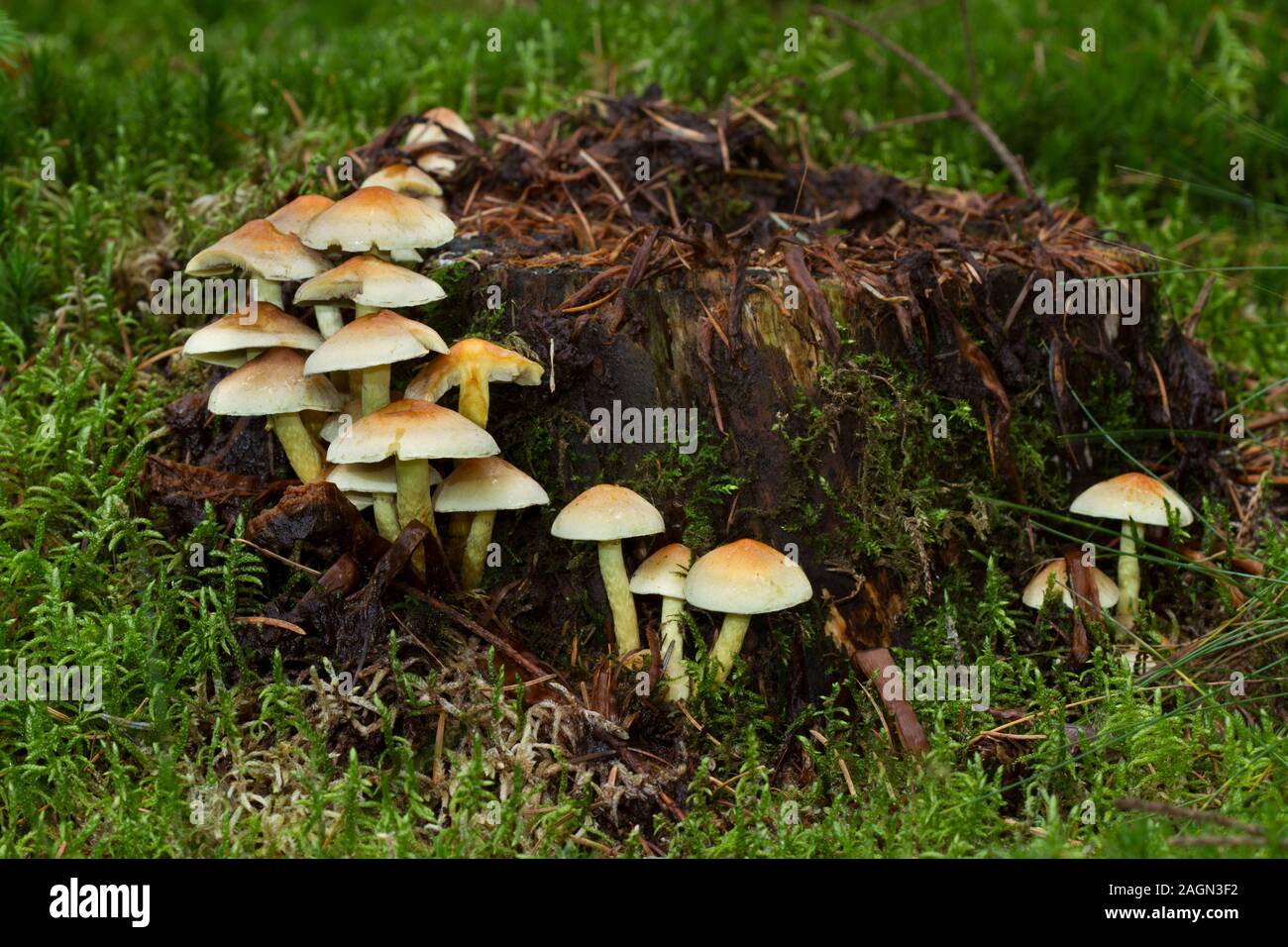 Cluster of Sulphur tuft mushrooms growing on a rotting tree stump in a forest with a moss covered soil Stock Photo