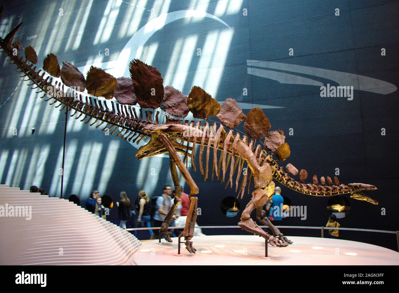 Stegosaurus sp. skeleton. Museum of natural history, London, UK. Exhibited since 2015. Stock Photo