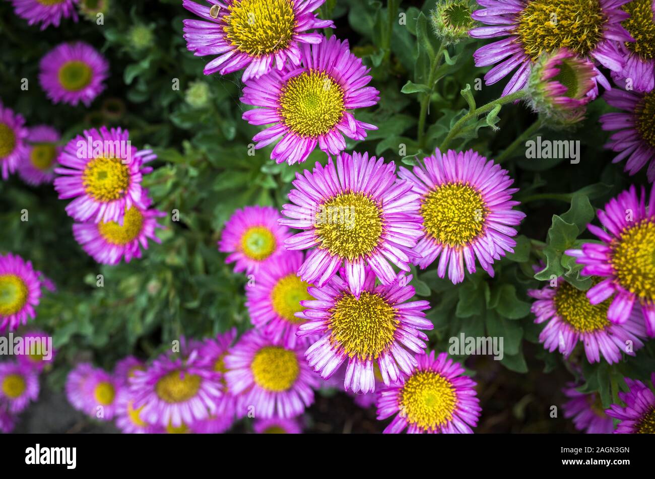 Pink flowers of the Erigeron glaucus or Sea Breeze plant. Stock Photo