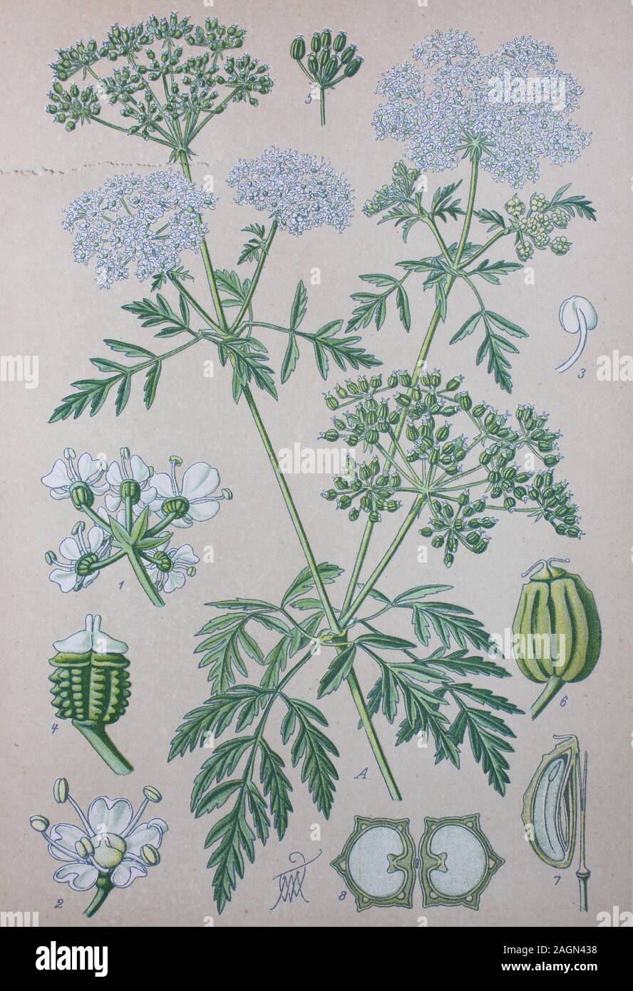 Digital improved high quality reproduction: Conium maculatum, the hemlock or poison hemlock, is a highly poisonous biennial herbaceous flowering plant in the carrot family Apiaceae  /  Gefleckte Schierling, Pflanzenart aus der Familie der Doldenblütler Stock Photo