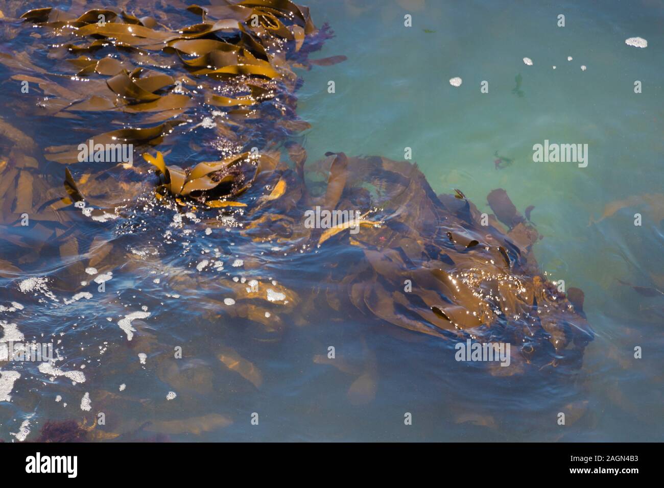 brown algae in water