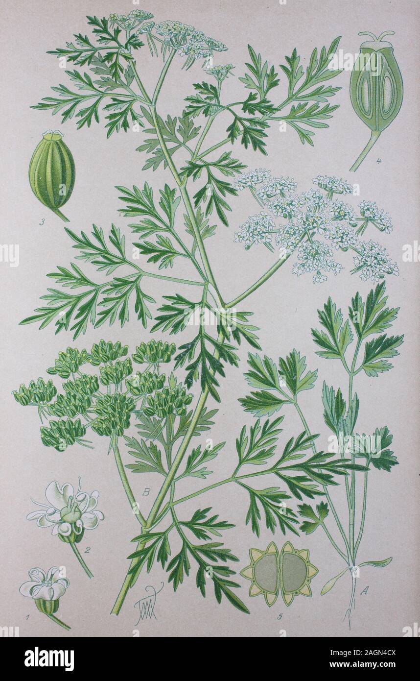 Digital improved high quality reproduction: Aethusa cynapium, fool's parsley, fool's cicely, or poison parsley, is an annual, rarely biennial, herb in the plant family Apiaceae, native to Europe, western Asia, and northwest Africa. It is the only member of the genus Aethusa  /  Hundspetersilie, Art der Pflanzengattung Aethusa innerhalb der Familie der Doldenblütler Stock Photo