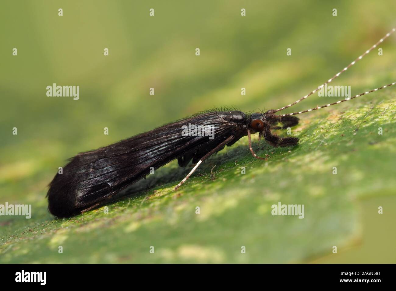 Side view of Mystacides azurea caddisfly resting on alder leaf