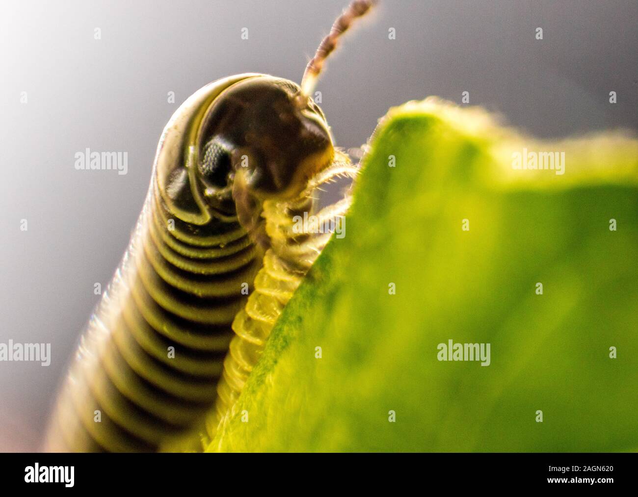 A closeup of a millipede insect with it's amazing armored body and lots of legs. Stock Photo