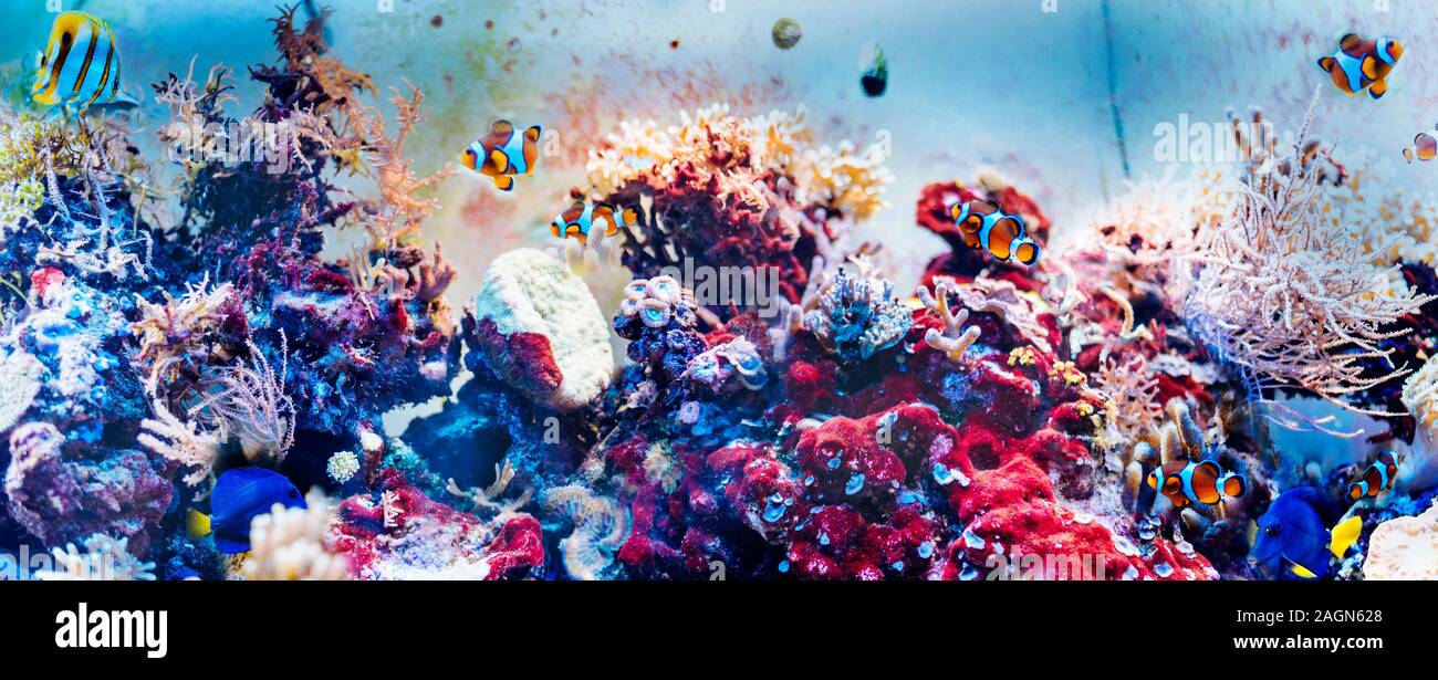Colorful underwater panorama with fish, corals and seaweed. Panoramic aquascape with tropical marine life. Stock Photo