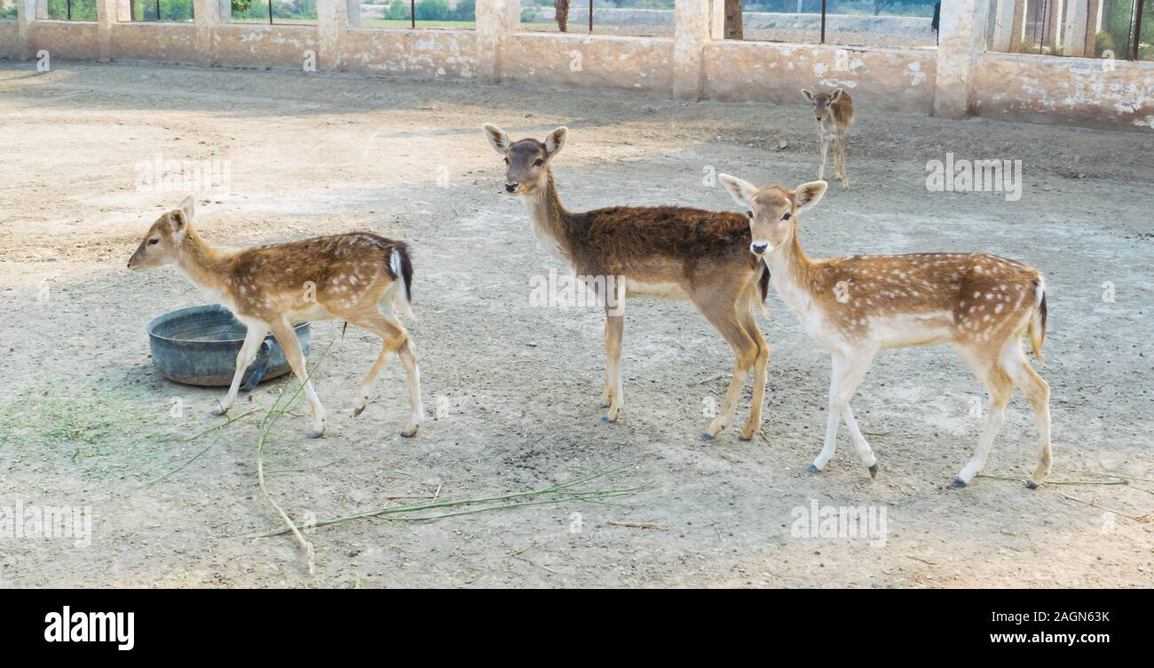landscape image of a pack of brown deer with white spots in a local ...