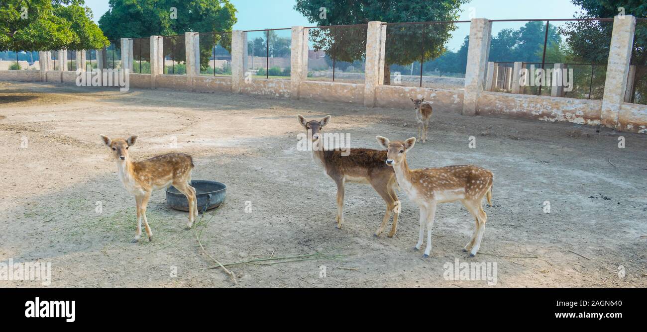 landscape image of a pack of brown deer with white spots in a local park in pakistan. Stock Photo