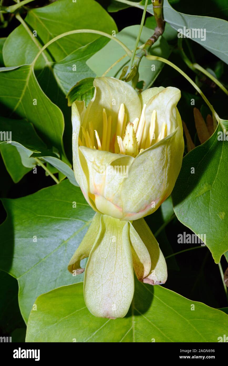Liriodendron tulipifera (tulip tree) is native to eastern North America and can be found, for example, in the Appalachian forests. Stock Photo