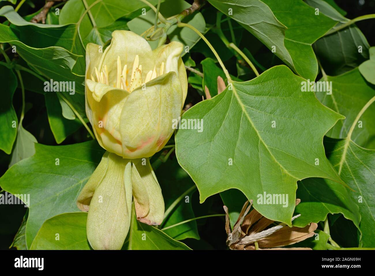 Liriodendron tulipifera (tulip tree) is native to eastern North America and can be found, for example, in the Appalachian forests. Stock Photo
