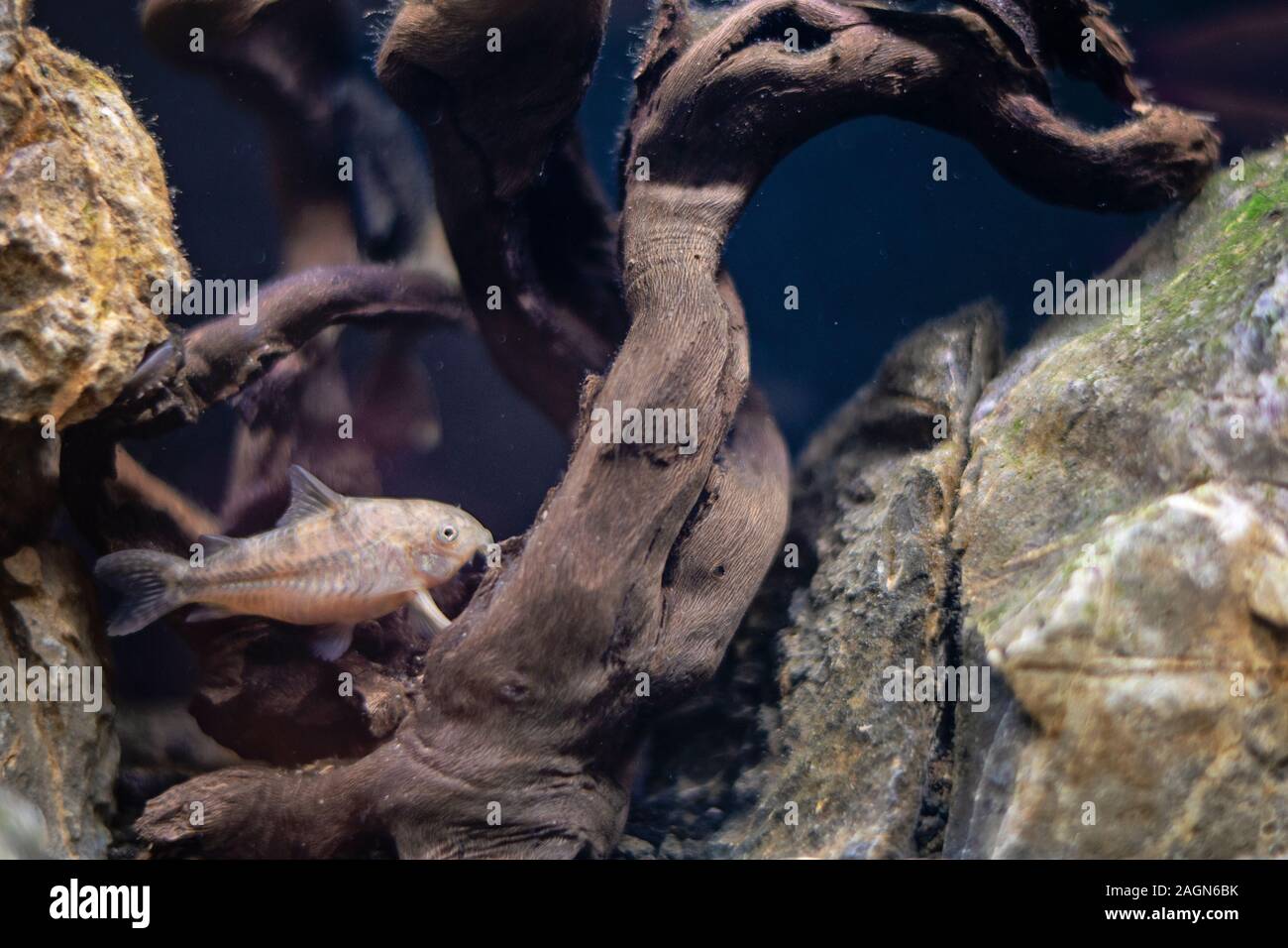 Freshwater cory fish in home aquarium. Corydoras catfish swimming in fish tank. Stock Photo
