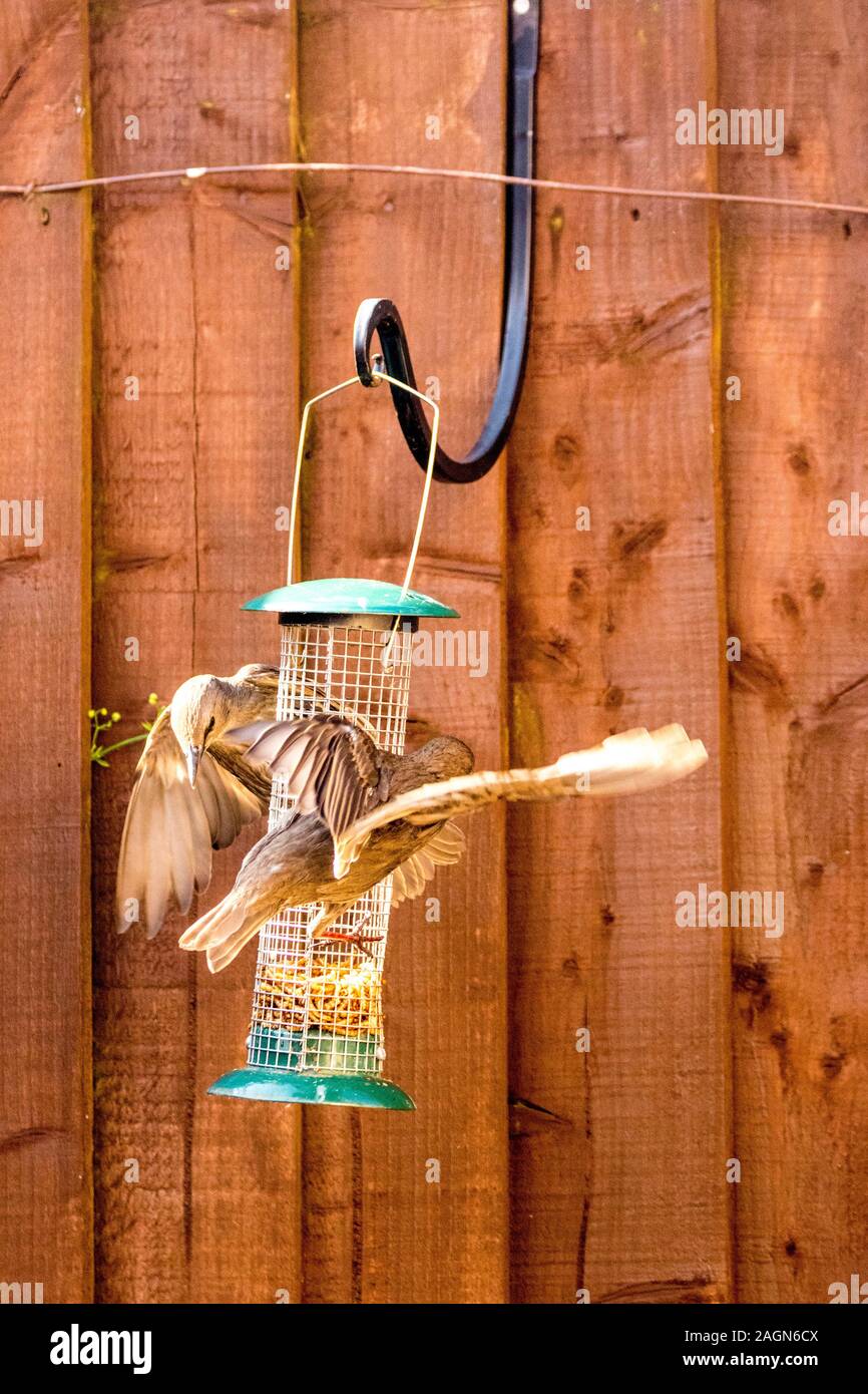 Starling birds eat from a bird feeder in a typical garden, in the