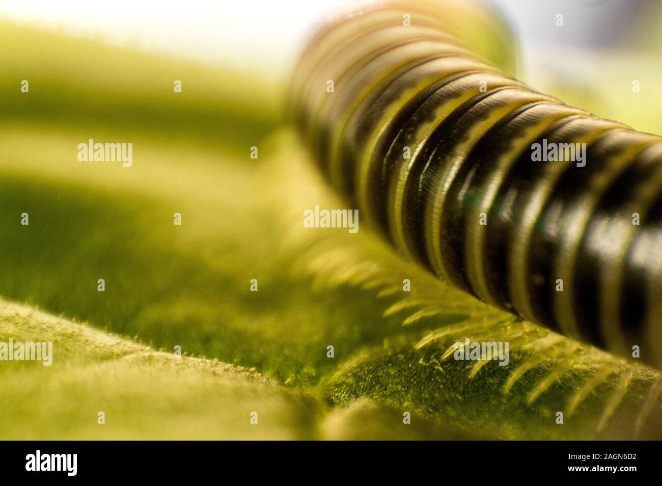 A closeup of a millipede insect with it's amazing armored body and lots ...