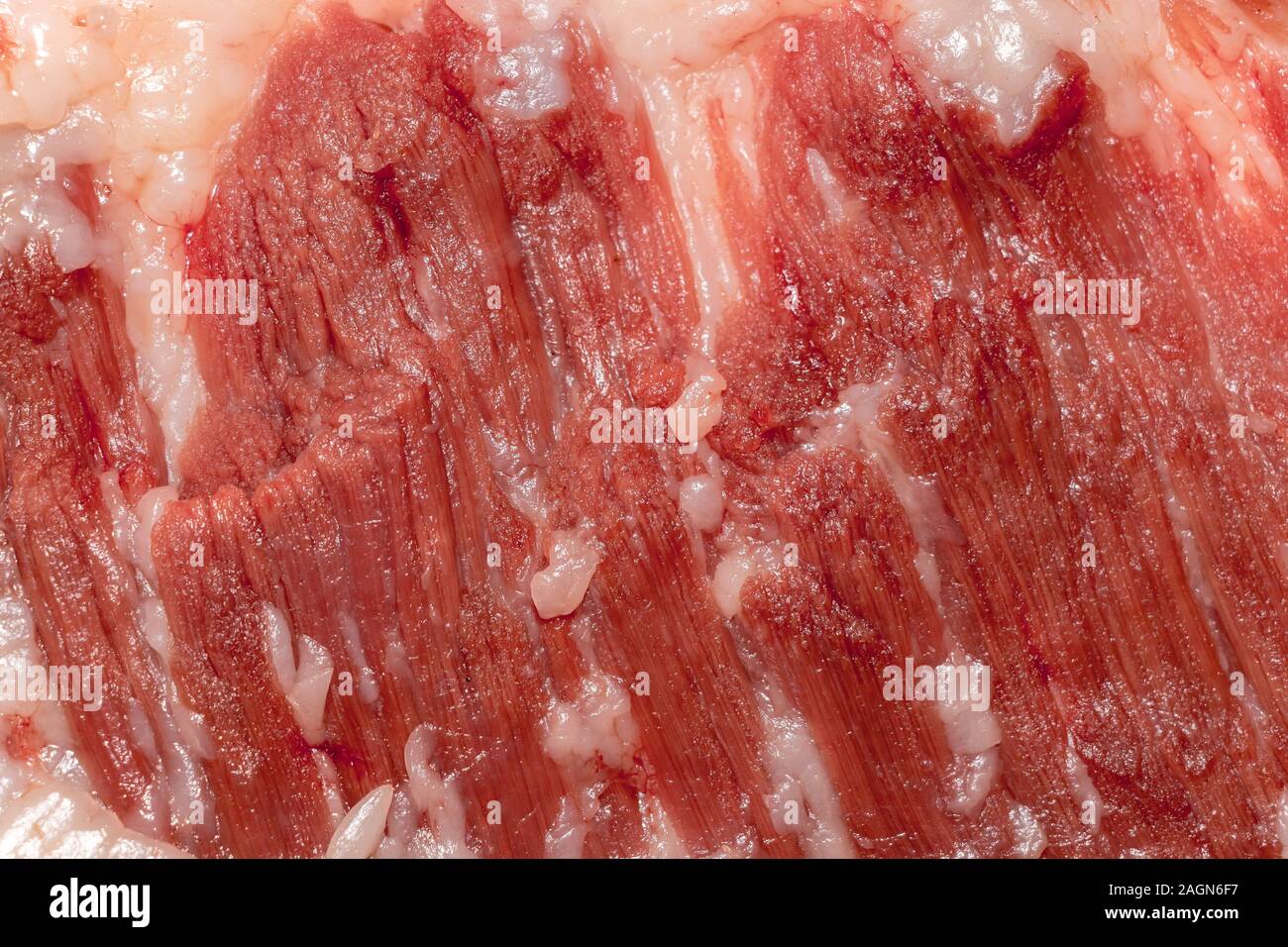 Education anatomy and Histological sample of Muscle tissue and Adipose tissue close up. Selective focus. Animal tissues Stock Photo