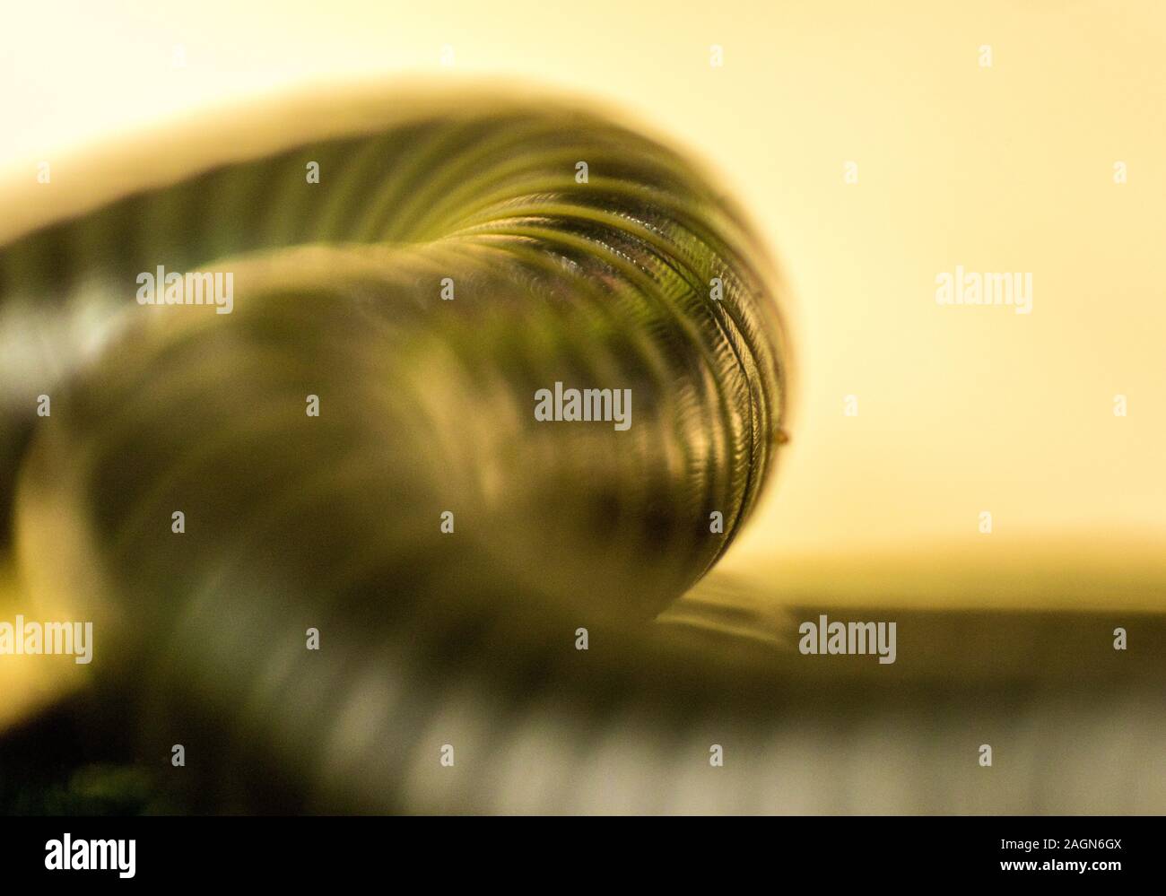 A closeup of a millipede insect with it's amazing armored body and lots ...