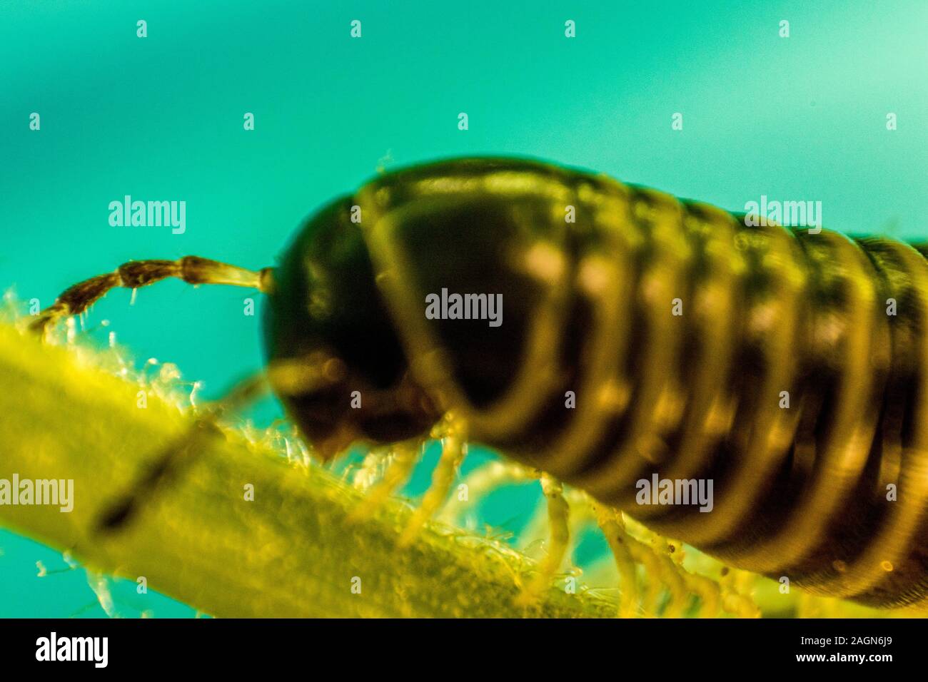 A closeup of a millipede insect with it's amazing armored body and lots of legs. Stock Photo