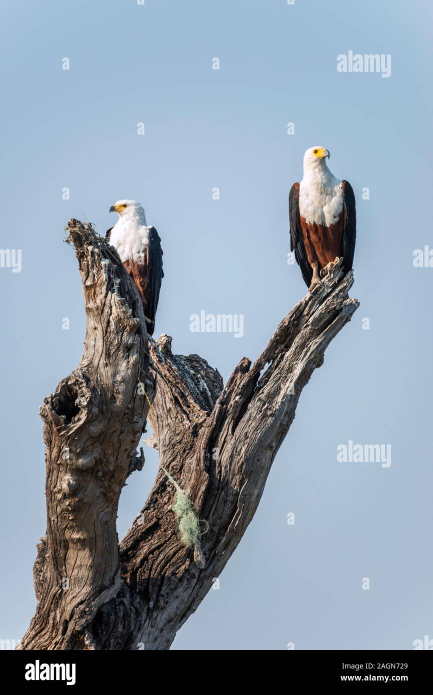 Pair of African fish eagles (Haliaeetus vocifer) perched on tree stump on riverbank of Chobe River in Chobe National Park, Botswana, Southern Africa Stock Photo