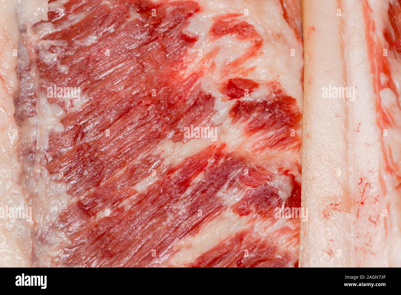 Education anatomy and Histological sample of Muscle tissue and Adipose tissue close up. Selective focus. Animal tissues Stock Photo