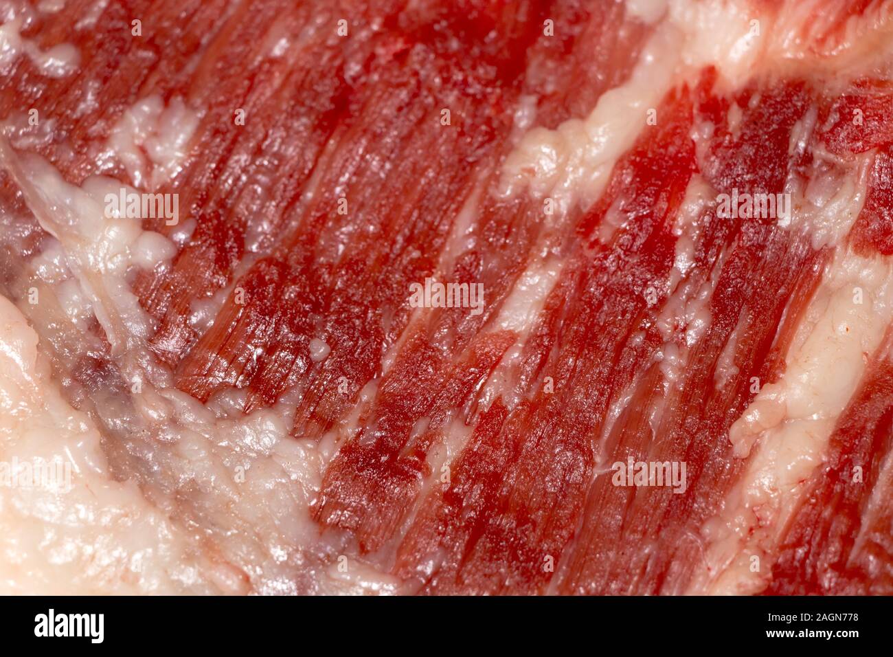 Education anatomy and Histological sample of Muscle tissue and Adipose  tissue close up. Selective focus. Animal tissues Stock Photo - Alamy