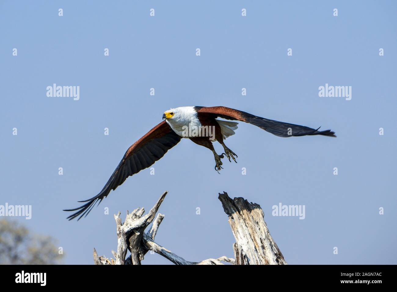 Raptor in flight hi-res stock photography and images - Alamy