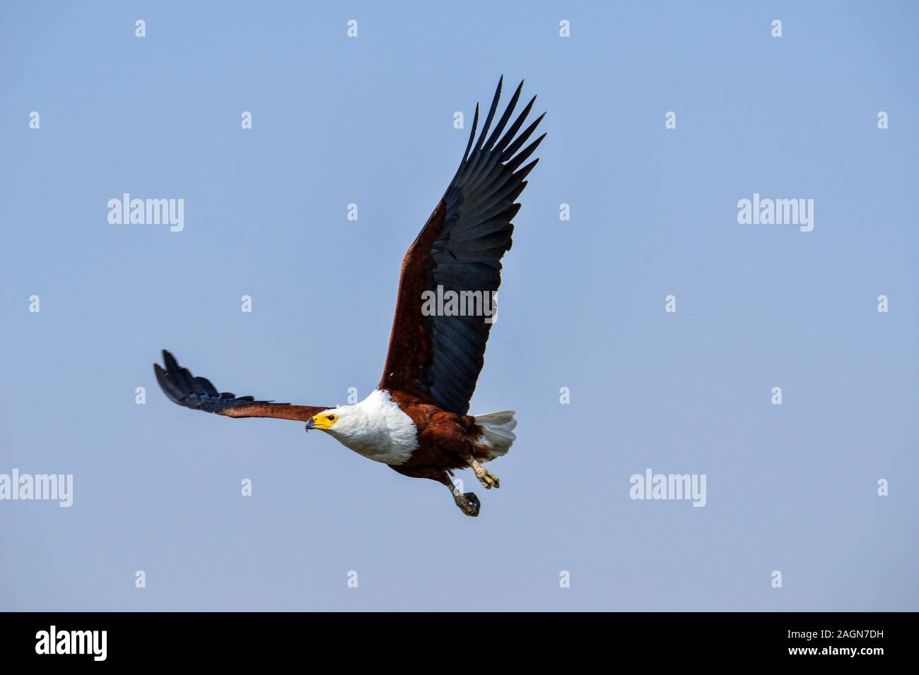 Raptor in flight hi-res stock photography and images - Alamy