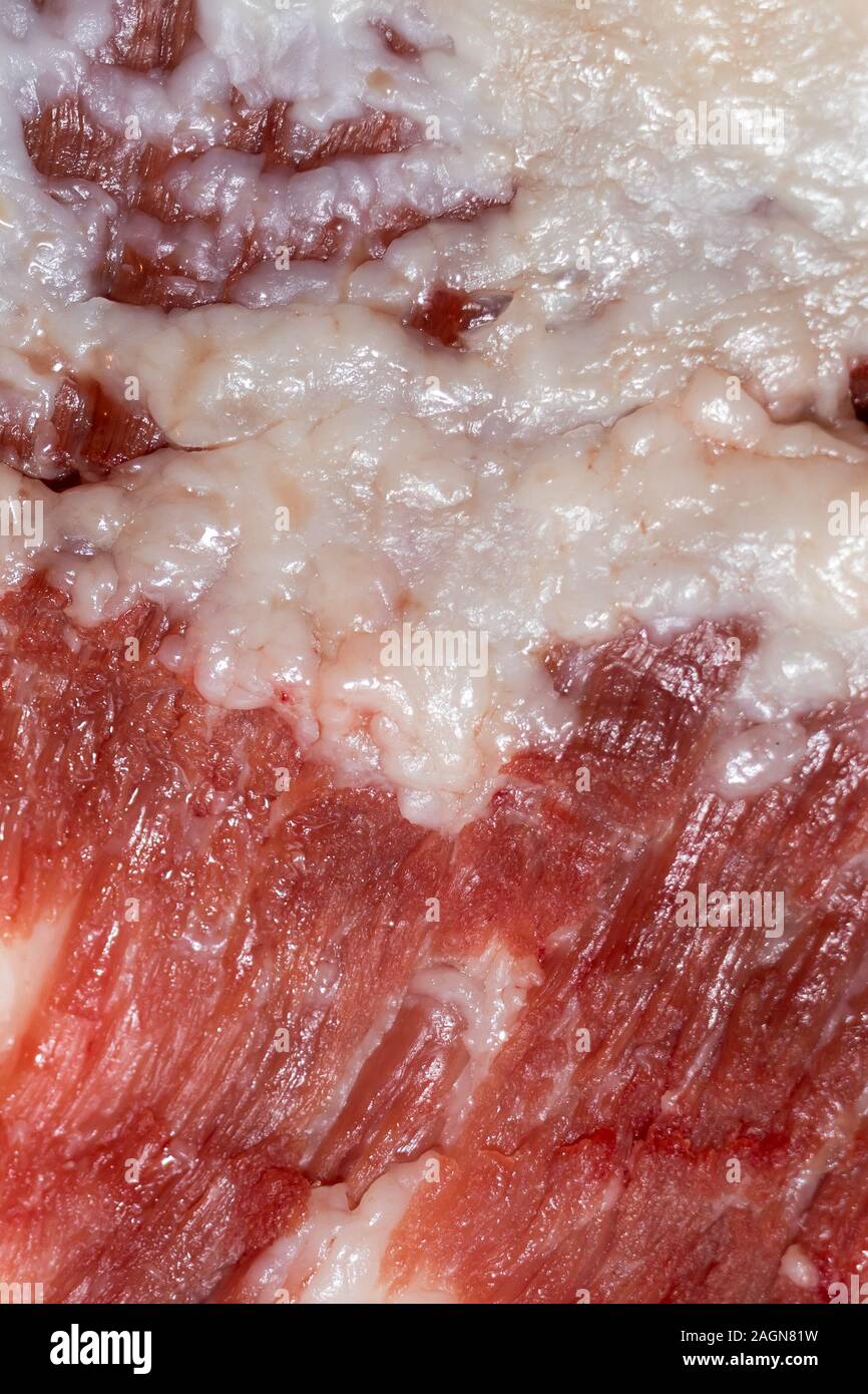 Education anatomy and Histological sample of Muscle tissue and Adipose tissue close up. Selective focus. Animal tissues Stock Photo