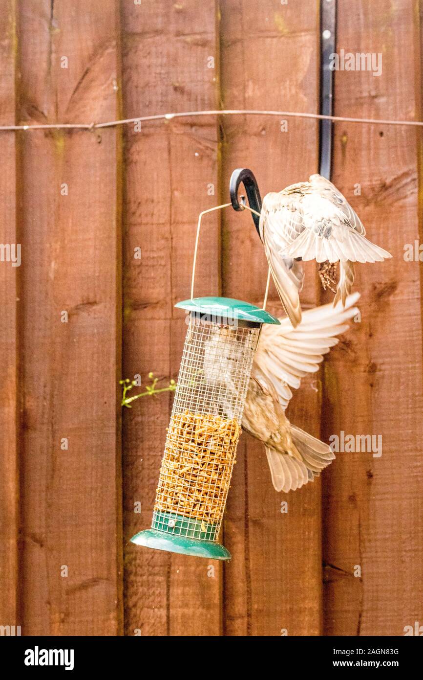 Starling birds eat from a bird feeder in a typical garden, in the