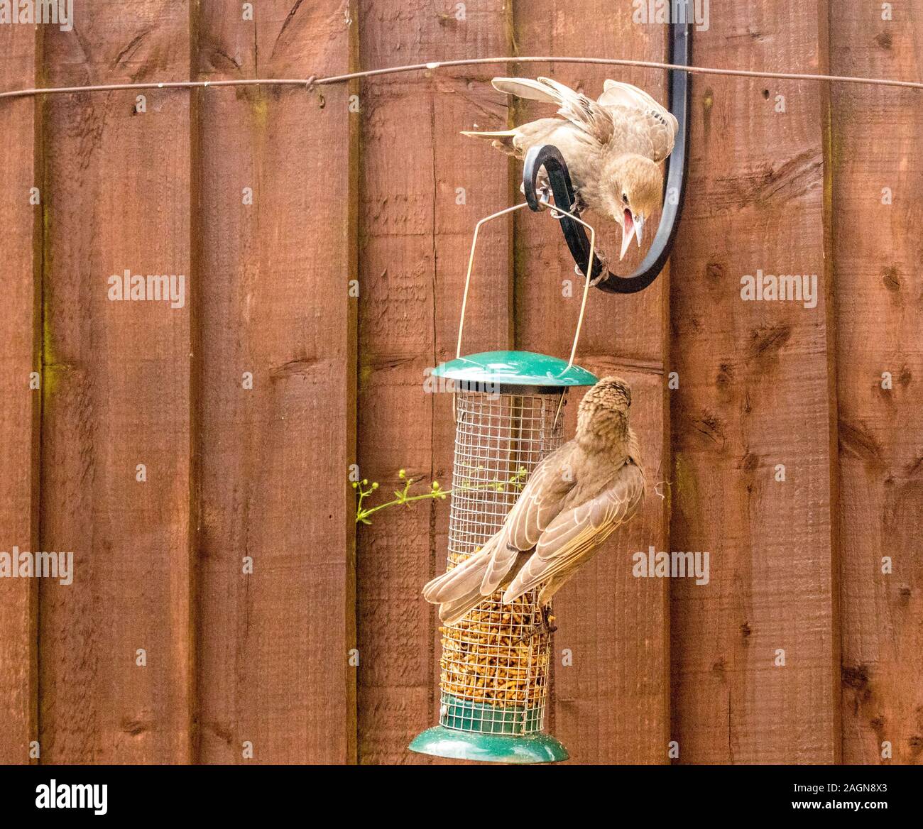 Starling birds eat from a bird feeder in a typical garden, in the