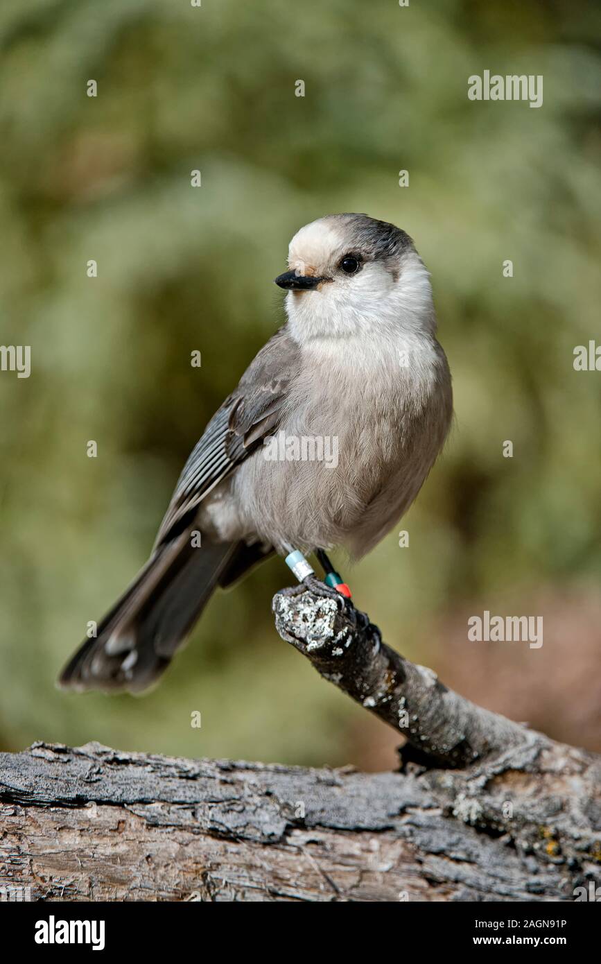 Canada Jay Hi Res Stock Photography And Images Alamy Canada Jay Hi Res Stock Photography And Images Alamy