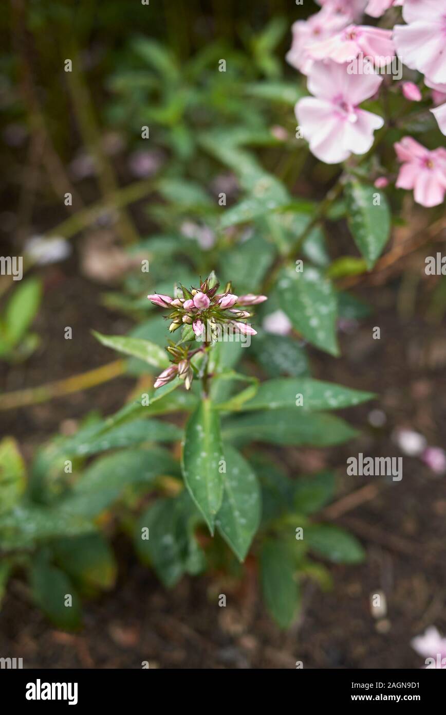 pink inflorescence of Phlox paniculata plant Stock Photo