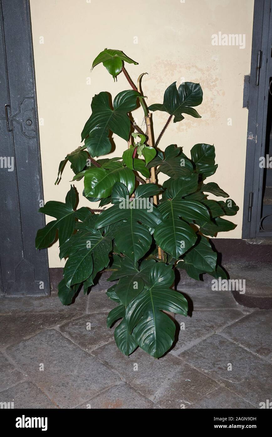 shoofly plant Nicandra physalodes - Apple of Peru (Shoo Fly Plant) Seeds main image 1