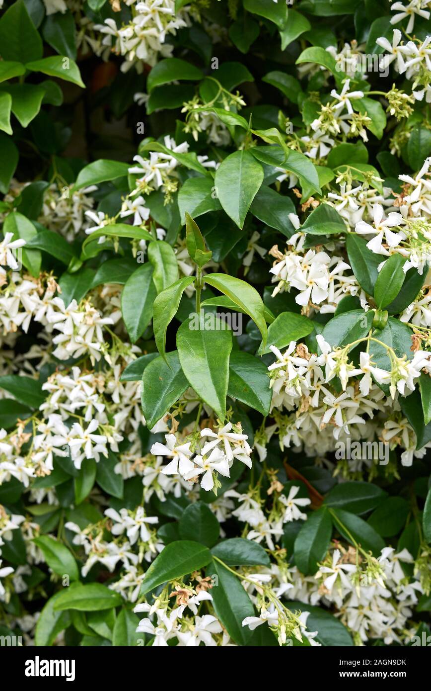 Trachelospermum Jasminoides Evergreen Plant Stock Photo Alamy