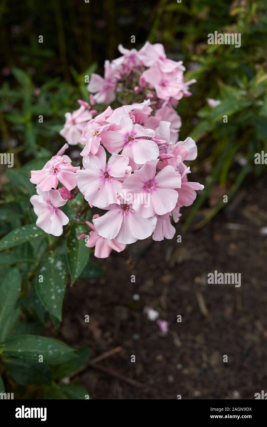 pink inflorescence of Phlox paniculata plant Stock Photo - Alamy