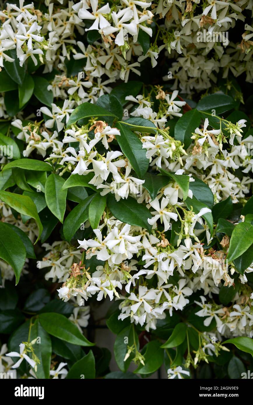 Trachelospermum jasminoides evergreen plant Stock Photo
