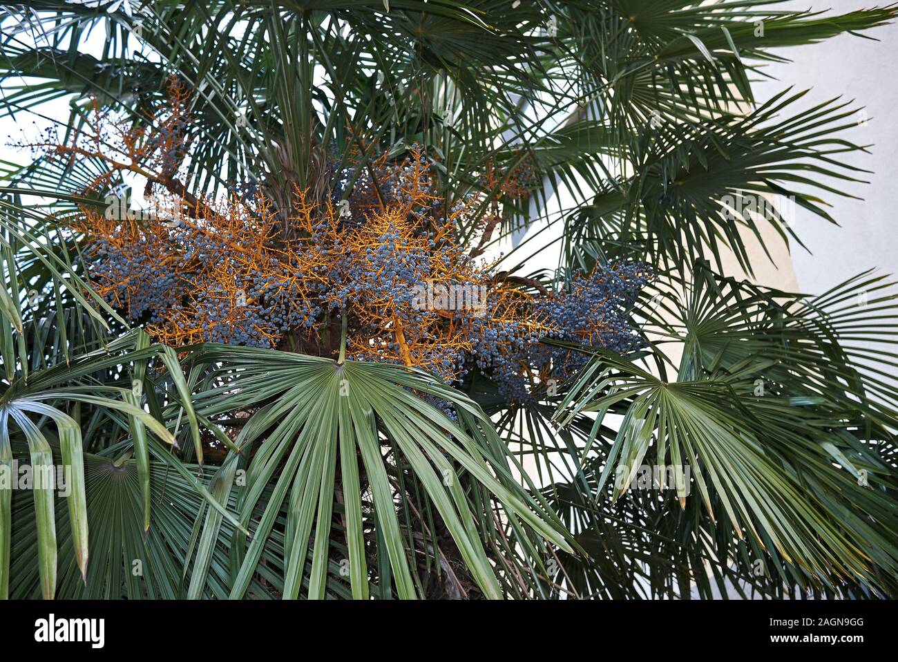 Trachycarpus fortunei palm close up with blue fruits Stock Photo