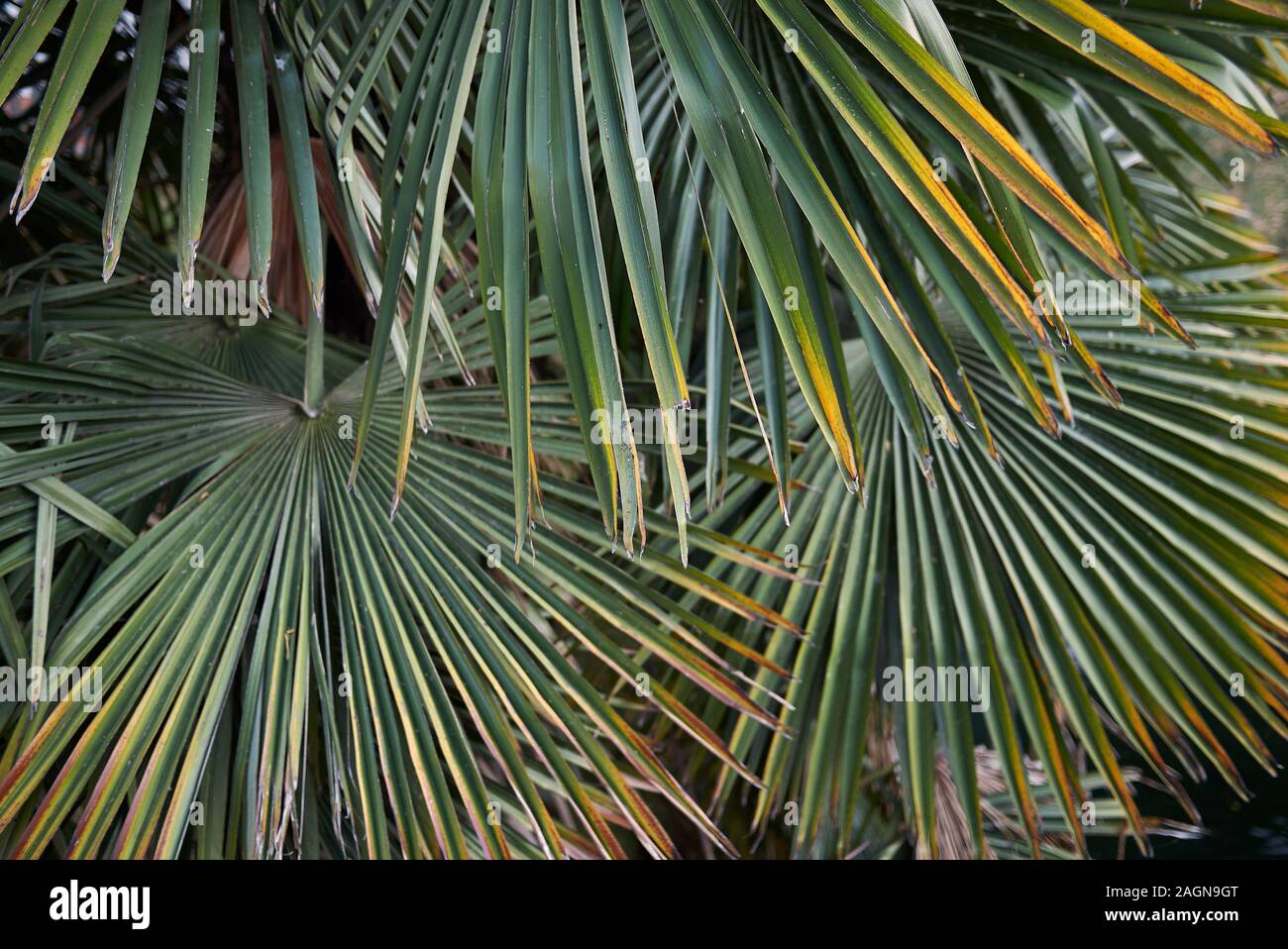 Trachycarpus fortunei palm close up with blue fruits Stock Photo