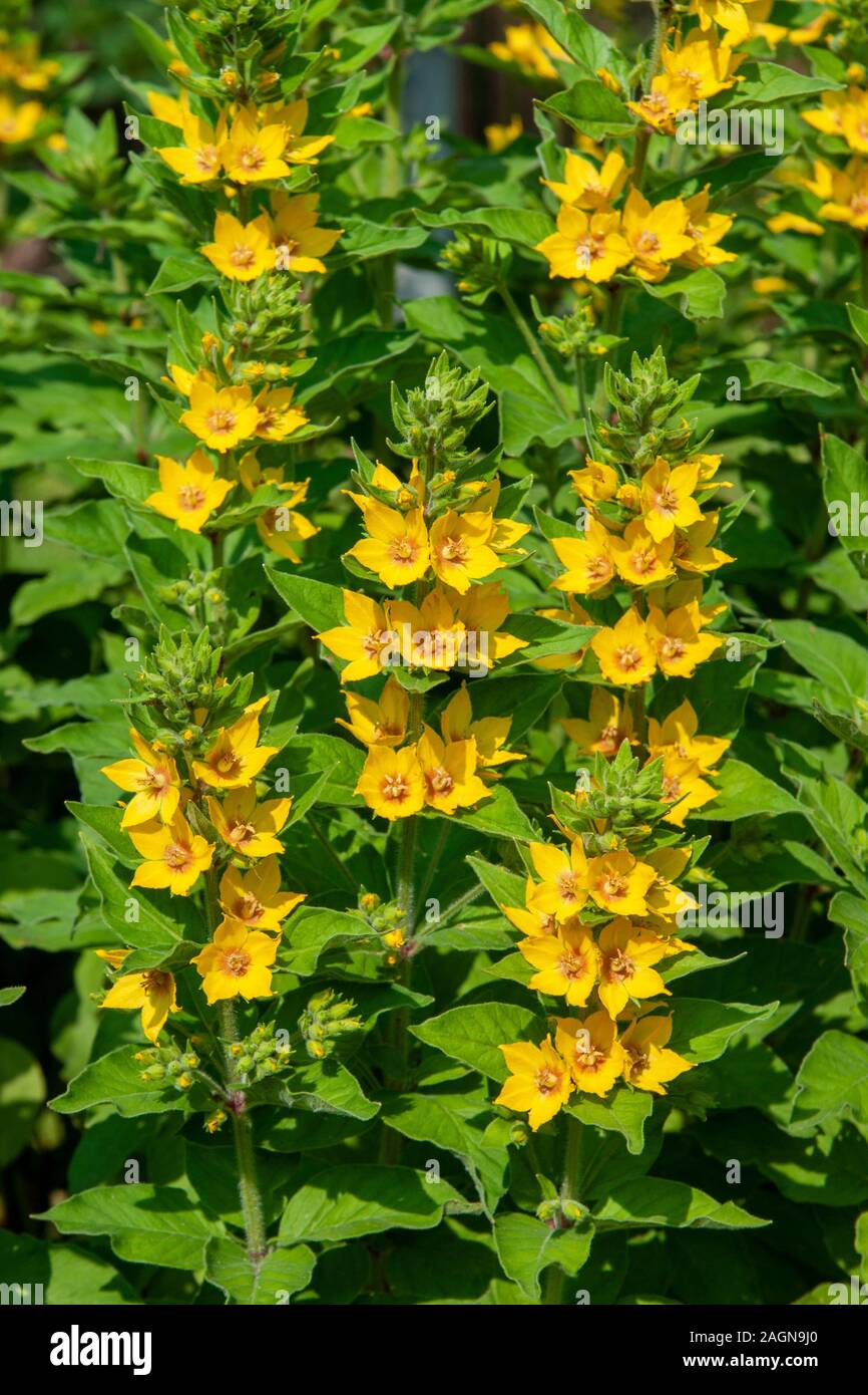 Garden Loosestrife flower grows in the garden (Lysimachia vulgaris) Stock Photo
