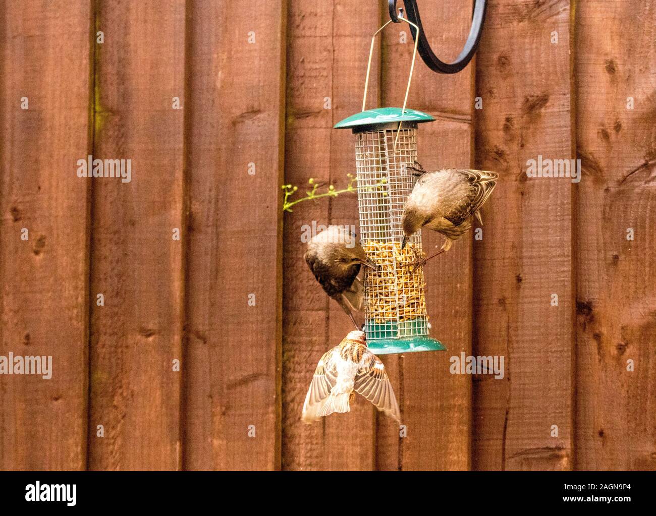 Starling birds eat from a bird feeder in a typical garden, in the