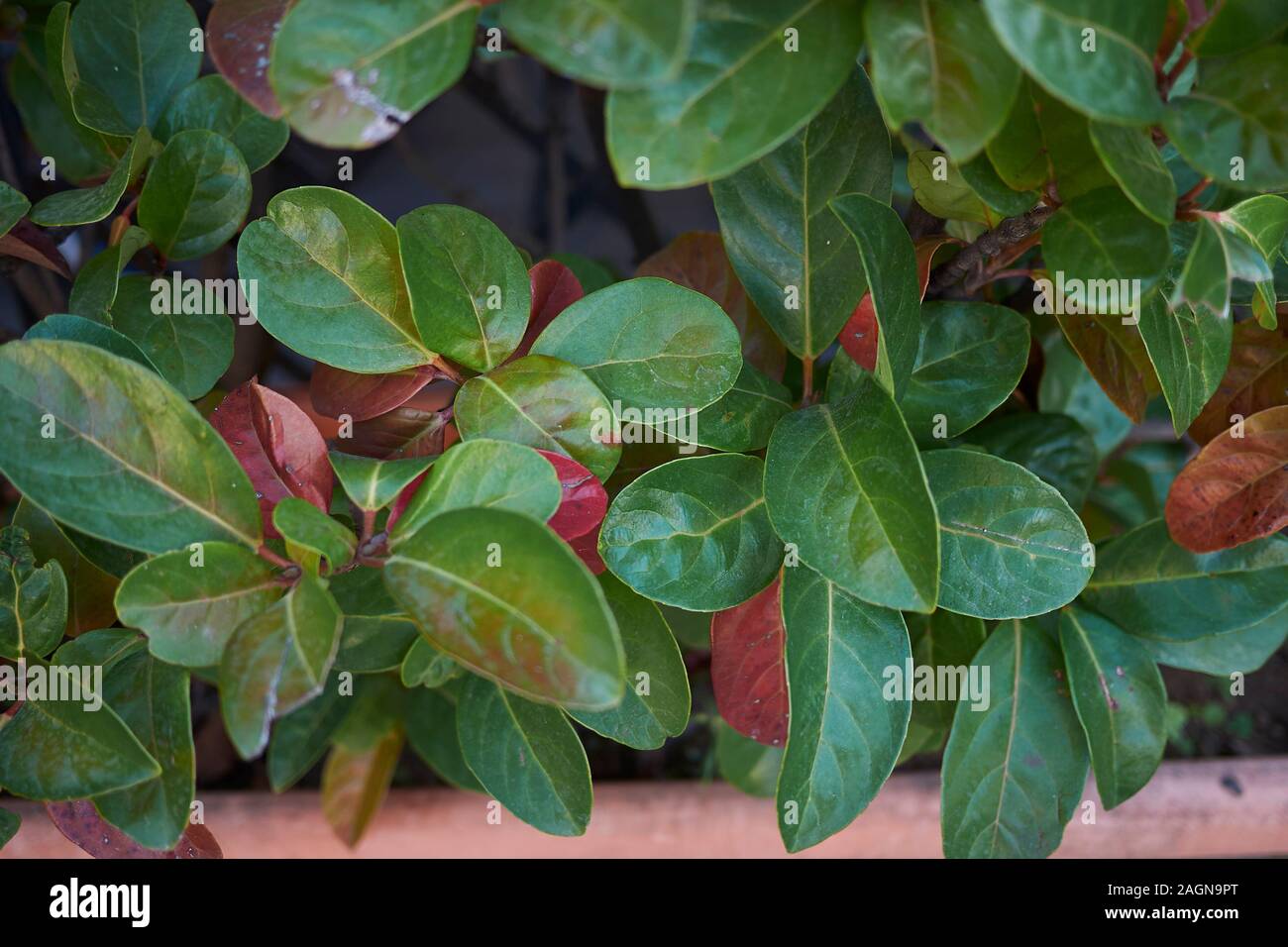 leaves and flower close up of Viburnum odoratissimum shrub Stock Photo