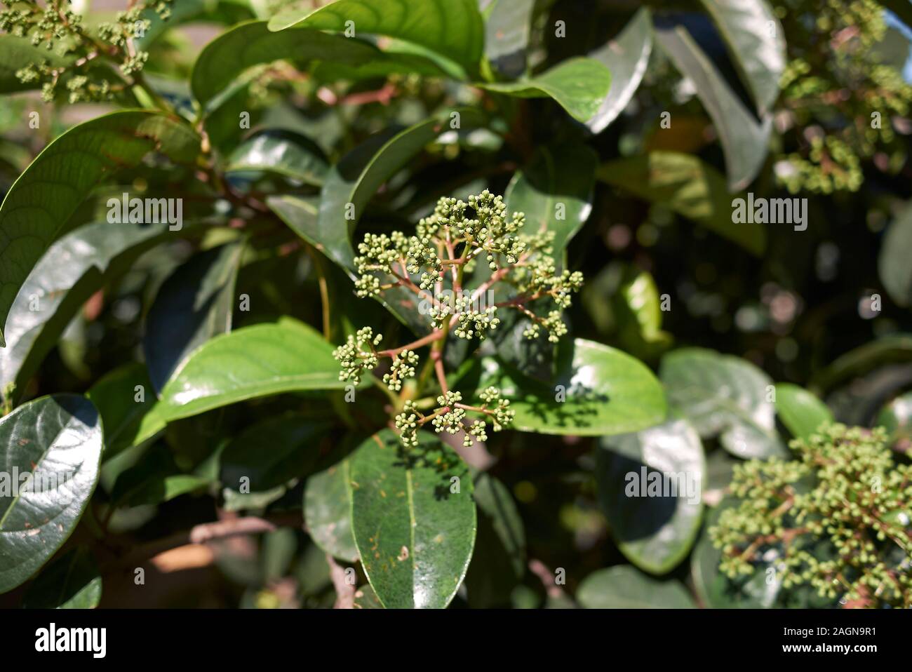 Viburnum odoratissimum shrub Stock Photo Alamy