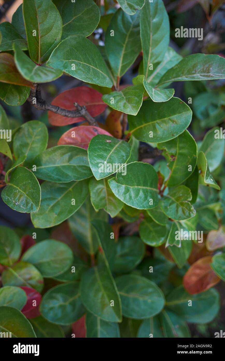 leaves and flower close up of Viburnum odoratissimum shrub Stock Photo