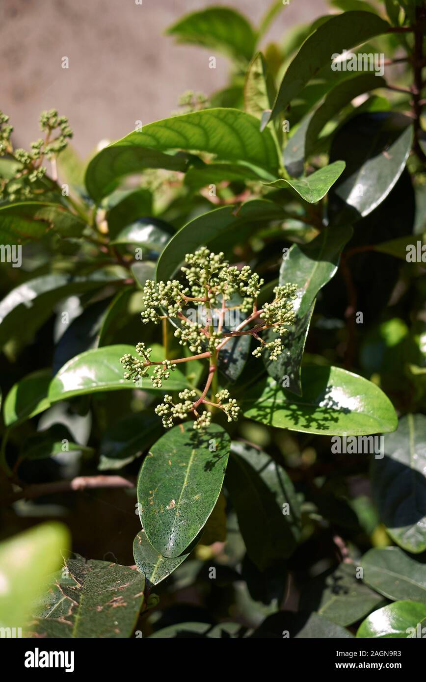 Viburnum odoratissimum shrub Stock Photo Alamy