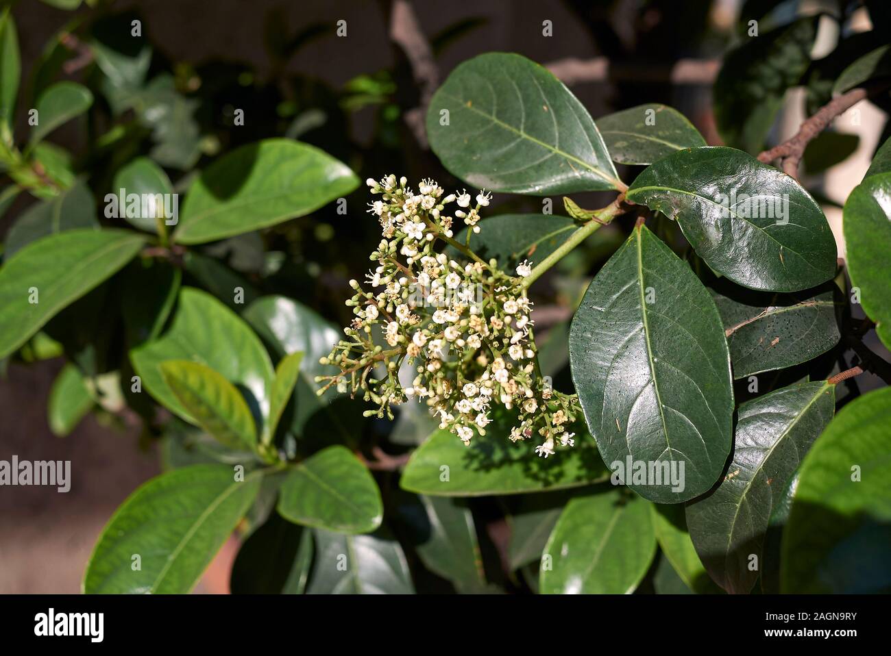 Viburnum odoratissimum shrub Stock Photo Alamy