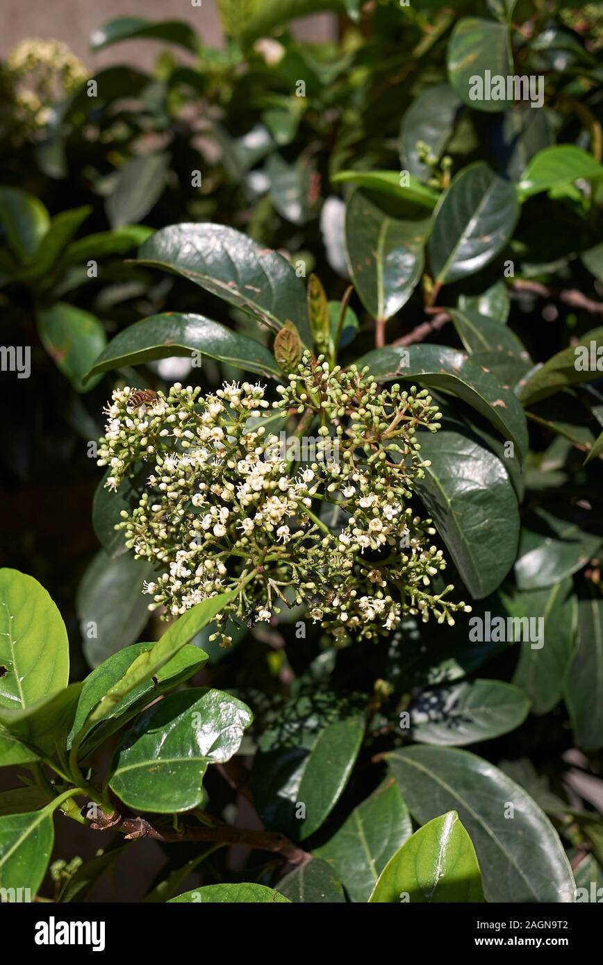 Viburnum odoratissimum shrub Stock Photo Alamy