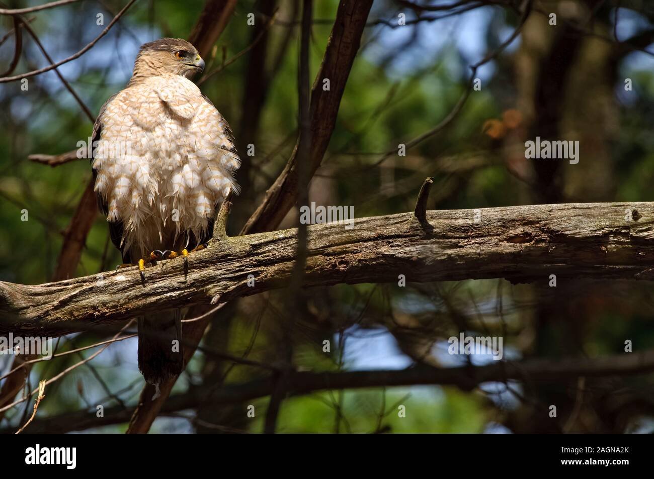 Coopers Hawk Stock Photo