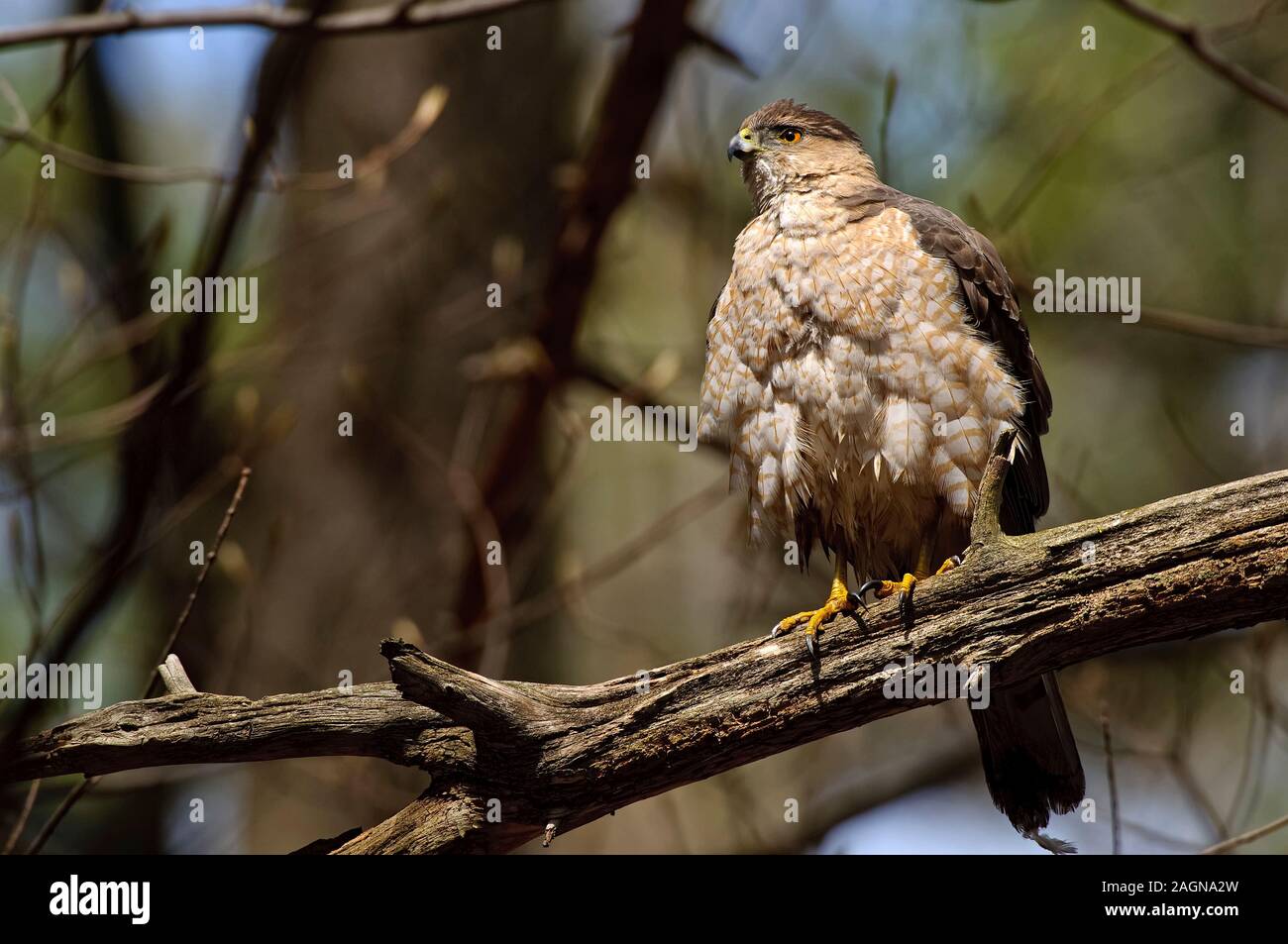 Coopers Hawk Stock Photo